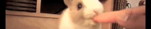 Nom Nom Nom Nom Nom Nom Nom video