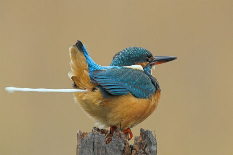 [blue bird]